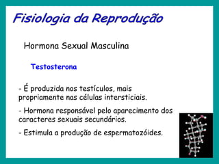 Hormona Sexual Masculina
Testosterona
- É produzida nos testículos, mais
propriamente nas células intersticiais.
- Hormona responsável pelo aparecimento dos
caracteres sexuais secundários.
- Estimula a produção de espermatozóides.
 