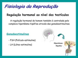 Regulação hormonal ao nível dos testículos
A regulação hormonal do homem também é controlada pelo
complexo hipotálamo-hipófise através das gonadoestimulinas.
Hipotálamo
Hipófise
Gonadoestimulinas
- FSH (Folículo-estimulina)
- LH (Lúteo-estimulina)
 