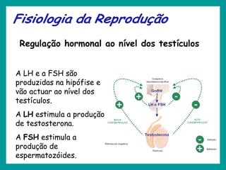 Regulação hormonal ao nível dos testículos
A LH e a FSH são
produzidas na hipófise e
vão actuar ao nível dos
testículos.
A LH estimula a produção
de testosterona.
A FSH estimula a
produção de
espermatozóides.
 