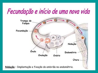 OvárioOvulação
Óvulo
Fecundação
Trompa de
Falópio
Útero
Endométrio
Nidação
Nidação – Implantação e fixação do embrião no endométrio.
 