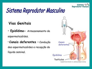 Vias Genitais
Testículos
Epidídimo
Canais
deferentes
• Epidídimo- Armazenamento de
espermatozóides.
• Canais deferentes – Condução
dos espermatozóides e recepção do
líquido seminal.
 