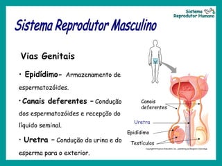 Vias Genitais
• Epidídimo- Armazenamento de
espermatozóides.
• Canais deferentes – Condução
dos espermatozóides e recepção do
líquido seminal.
• Uretra – Condução da urina e do
esperma para o exterior.
Testículos
Epidídimo
Canais
deferentes
Uretra
 
