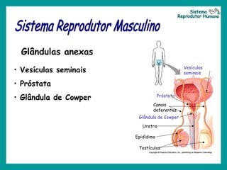 Testículos
Epidídimo
Canais
deferentes
Uretra
Próstata
Vesículas
seminais
Glândula de Cowper
• Vesículas seminais
• Próstata
• Glândula de Cowper
Glândulas anexas
 