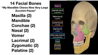 1-SKULL Lecture presentation with bones & attachments | PPTX