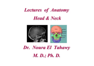 Lectures of AnatomyLectures of Anatomy
Head & NeckHead & Neck
Dr. Noura El TahawyDr. Noura El Tahawy
M. D.; Ph. D.M. D.; Ph. D.
 