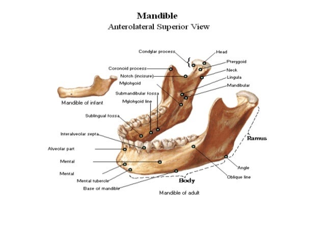 1. skull & mandible
