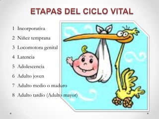 1 Incorporativa
2 Niñez temprana
3 Locomotora genital
4 Latencia
5 Adolescencia
6 Adulto joven
7 Adulto medio o maduro
8 Adulto tardío (Adulto mayor)
 