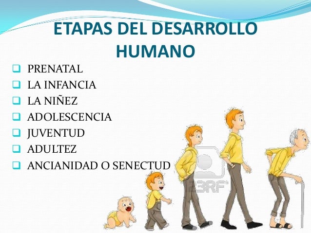 fases del desarrollo humano