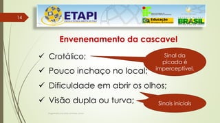 Engenheiro Zacarias Linhares Junior
1414
Envenenamento da cascavel
 Crotálico;
 Pouco inchaço no local;
 Dificuldade em abrir os olhos;
 Visão dupla ou turva;
Sinal da
picada é
imperceptível.
Sinais iniciaisSinais iniciais
 