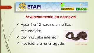 Engenheiro Zacarias Linhares Junior
1616
Envenenamento da cascavel
 Após 6 a 12 horas a urina fica
escurecida;
 Dor muscular intensa;
 Insuficiência renal aguda. Fonte: www.hospvirt.org.br.
 