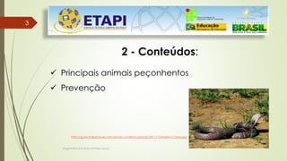 Engenheiro Zacarias Linhares Junior
33
2 - Conteúdos:
 Principais animais peçonhentos
 Prevenção
http://guinchoibfpower.com.br/wp-content/uploads/2011/12/Indian-Cobra.jpg
 