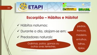 Engenheiro Zacarias Linhares Junior
3434
Escorpião – Hábitos e Hábitat
 Hábitos noturnos;
 Durante o dia, alojam-se em:
 Predadores naturais:
pedras,
troncos,
madeira,
entulhos,
telhas,
tijolos.
Galinhas, patos, gansos ou
outras aves terrestres.
 