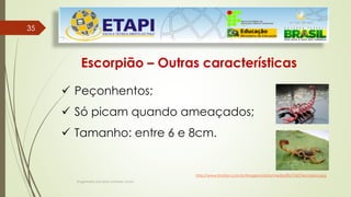 Engenheiro Zacarias Linhares Junior
3535
Escorpião – Outras características
 Peçonhentos;
 Só picam quando ameaçados;
 Tamanho: entre 6 e 8cm..
http://www.imotion.com.br/imagens/data/media/83/10427escorpiao.jpg
 