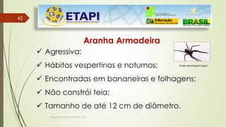 Engenheiro Zacarias Linhares Junior
4242
Aranha Armadeira
 Agressiva;
 Hábitos vespertinos e noturnos;
 Encontradas em bananeiras e folhagens;
 Não constrói teia;
 Tamanho de até 12 cm de diâmetro.
Fonte: www.hospvirt.org.br.
 