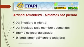 Engenheiro Zacarias Linhares Junior
4343
Aranha Armadeira – Sintomas pós picada
 Dor imediata e intensa;
 Dor irradiada pelo membro acometido;
 Edema no local da picada;
 Eritema, amortecimento e sudorese;
 