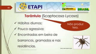 4848
Engenheiro Zacarias Linhares Junior
Tarântula (Scaptocosa Lycosa)
 Hábitos diurnos;
 Pouco agressiva;
 Encontradas em beira de
barrancos, gramados e nas
residências. Fonte: www.hospvirt.org.br.
Não produz
teia.
 