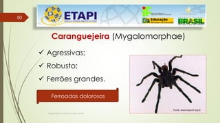 5050
Engenheiro Zacarias Linhares Junior
Caranguejeira (Mygalomorphae)
 Agressivas;
 Robusto;
 Ferrões grandes..
Fonte: www.hospvirt.org.br.
Ferroadas dolorosas
 