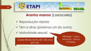 5252
Engenheiro Zacarias Linhares Junior
Aranha marron (Loxosceles)
 Reprodução rápida;
 Têm 6 olhos (próximos um do outro);
 Maturidade sexual:
Cada fêmea bota até 130 ovos
por vez.
Fêmeas: 1 ano;
Machos: ano e
3 meses.
 