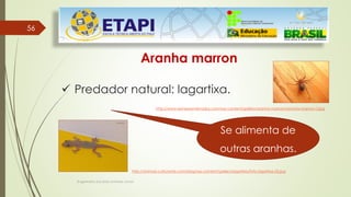 5656
Engenheiro Zacarias Linhares Junior
Aranha marron
 Predador natural: lagartixa.
Se alimenta de
outras aranhas.
http://www.sempreantenados.com/wp-content/gallery/aranha-marrom/aranha-marrom-3.jpg
http://animais.culturamix.com/blog/wp-content/gallery/lagartixa/foto-lagartixa-02.jpg
 