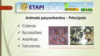 Engenheiro Zacarias Linhares Junior
77
Animais peçonhentos - Principais
 Cobras;
 Escorpiões;
 Aranhas;
 Taturanas. http://gabrielemoreira.blogspot.com.br/2010/07/numero-de-acidentes-com-animais.html
 