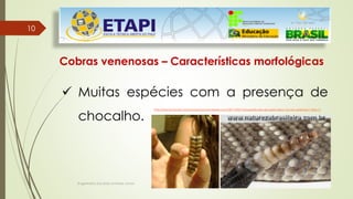 Engenheiro Zacarias Linhares Junior
10
10
Cobras venenosas – Características morfológicas
 Muitas espécies com a presença de
chocalho.
http://bioventuraecoturismoanimal.wordpress.com/2011/05/13/supersticoes-da-sexta-feira-13-com-animais/1-foto-1/
 