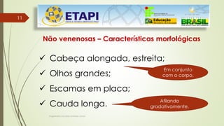 Engenheiro Zacarias Linhares Junior
11
11
Não venenosas – Características morfológicas
 Cabeça alongada, estreita;
 Olhos grandes;
 Escamas em placa;
 Cauda longa.
Em conjunto
com o corpo.
Afilando
gradativamente.
 