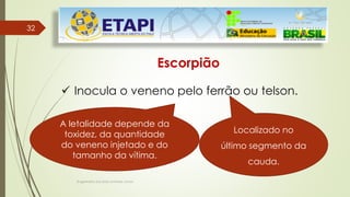Engenheiro Zacarias Linhares Junior
32
32
Escorpião
 Inocula o veneno pelo ferrão ou telson.
Localizado no
último segmento da
cauda.
A letalidade depende da
toxidez, da quantidade
do veneno injetado e do
tamanho da vítima.
 