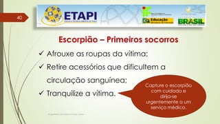 Engenheiro Zacarias Linhares Junior
40
40
Escorpião – Primeiros socorros
 Afrouxe as roupas da vítima;
 Retire acessórios que dificultem a
circulação sanguínea;
 Tranquilize a vítima.
Capture o escorpião
com cuidado e
dirija-se
urgentemente a um
serviço médico.
 