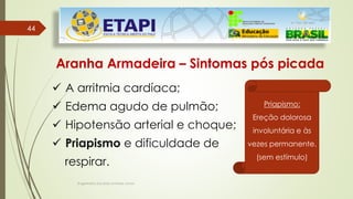 Engenheiro Zacarias Linhares Junior
44
44
Aranha Armadeira – Sintomas pós picada
 A arritmia cardíaca;
 Edema agudo de pulmão;
 Hipotensão arterial e choque;
 Priapismo e dificuldade de
respirar.
Priapismo:
Ereção dolorosa
involuntária e às
vezes permanente.
(sem estímulo)
 