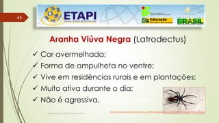 45
45
Engenheiro Zacarias Linhares Junior
Aranha Viúva Negra (Latrodectus)
 Cor avermelhada;
 Forma de ampulheta no ventre;
 Vive em residências rurais e em plantações;
 Muito ativa durante o dia;
 Não é agressiva. sido relatados
http://www.culturamix.com/wp-content/gallery/viuva-negra/foto-viuva-negra-02.jpg
 