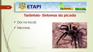 49
49
Engenheiro Zacarias Linhares Junior
Tarântula- Sintomas da picada
 Dor no local;
 Necrose.
 