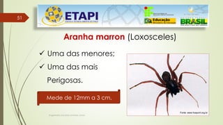 51
51
Engenheiro Zacarias Linhares Junior
Aranha marron (Loxosceles)
 Uma das menores;
 Uma das mais
Perigosas.
Mede de 12mm a 3 cm.
Fonte: www.hospvirt.org.br
 