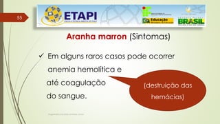55
55
Engenheiro Zacarias Linhares Junior
Aranha marron (Sintomas)
 Em alguns raros casos pode ocorrer
anemia hemolítica e
até coagulação
do sangue.
(destruição das
hemácias)
 
