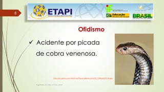 Engenheiro Zacarias Linhares Junior
8
8
Ofidismo
 Acidente por picada
de cobra venenosa.
http://g1.globo.com/Noticias/PlanetaBizarro/foto/0,,15386663-EX,00.jpg
 