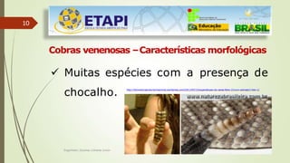 10
Cobras venenosas –Características morfológicas
 Muitas espécies com a presença de
chocalho. http://bioventuraecoturismoanimal.wordpress.com/2011/05/13/supersticoes-da-sexta-feira-13-com-animais/1-foto-1/
Engenheiro Zacarias Linhares Junior
 