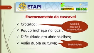 14
Envenenamento da cascavel
 Crotálico;
 Pouco inchaço no local;
 Dificuldade em abrir os olhos;
 Visão dupla ou turva;
Sinal da
picada é
imperceptível.
Sinais iniciais
Engenheiro Zacarias Linhares Junior
 