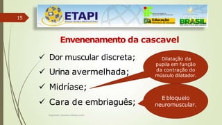 15
Envenenamento da cascavel
 Dor muscular discreta;
 Urina avermelhada;
 Midríase;
 Cara de embriaguês;
E bloqueio
neuromuscular.
Dilatação da
pupila em função
da contração do
músculo dilatador.
Engenheiro Zacarias Linhares Junior
 