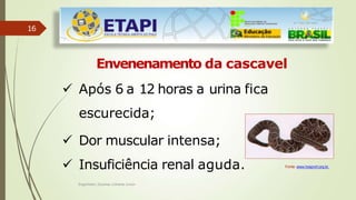 16
Envenenamento da cascavel
 Após 6 a 12 horas a urina fica
escurecida;
 Dor muscular intensa;
 Insuficiência renal aguda. Fonte: www.hospvirt.org.br.
Engenheiro Zacarias Linhares Junior
 