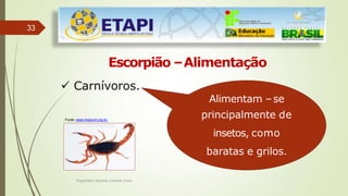 33
Escorpião –Alimentação
 Carnívoros.
Alimentam –se
principalmente de
insetos, como
baratas e grilos.
Fonte: www.hospvirt.org.br.
Engenheiro Zacarias Linhares Junior
 