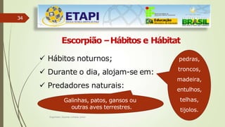 34
Escorpião –Hábitos e Hábitat
pedras,
troncos,
madeira,
entulhos,
telhas,
tijolos.
Engenheiro Zacarias Linhares Junior
 Hábitos noturnos;
 Durante o dia, alojam-se em:
 Predadores naturais:
Galinhas, patos, gansos ou
outras aves terrestres.
 