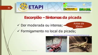 36
Escorpião –Sintomas da picada
 Dor moderada ou intensa;
Antes de
30min
 Formigamento no local da picada;
http://www.imotion.com.br/imagens/data/media/83/10427escorpiao.jpg
Engenheiro Zacarias Linhares Junior
 