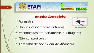 42
Aranha Armadeira
 Agressiva;
 Hábitos vespertinos e noturnos;
 Encontradas em bananeiras e folhagens;
 Não constrói teia;
 Tamanho de até 12 cm de diâmetro.
Fonte: www.hospvirt.org.br.
Engenheiro Zacarias Linhares Junior
 