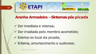 43
Engenheiro Zacarias Linhares Junior
Aranha Armadeira –Sintomas pós picada
 Dor imediata e intensa;
 Dor irradiada pelo membro acometido;
 Edema no local da picada;
 Eritema, amortecimento e sudorese;
 