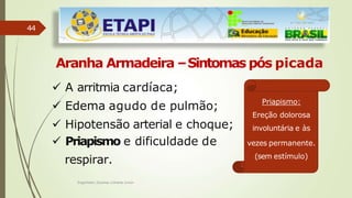 44
Aranha Armadeira –Sintomas pós picada
 A arritmia cardíaca;
 Edema agudo de pulmão;
 Hipotensão arterial e choque;
 Priapismo e dificuldade de
respirar.
Priapismo:
Ereção dolorosa
involuntária e às
vezes permanente.
(sem estímulo)
Engenheiro Zacarias Linhares Junior
 