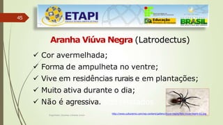 45
Engenheiro Zacarias Linhares Junior
Aranha Viúva Negra (Latrodectus)
 Cor avermelhada;
 Forma de ampulheta no ventre;
 Vive em residências rurais e em plantações;
 Muito ativa durante o dia;
 Não é agressiva. sido relatados
http://www.culturamix.com/wp-content/gallery/viuva-negra/foto-viuva-negra-02.jpg
 