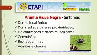 47
Aranha Viúva Negra - Sintomas
 Dor no local ferido;
 Dor irradiada para as proximidades;
 Há contrações e dores musculares;
 Convulsão;
 Suor abdominal,
 Vômitos e choque.
Engenheiro Zacarias Linhares Junior
http://2.bp.blogspot.com/_sLdCaRjadEQ/TU7jzru2N7I/AAAAAAAAAEo/YkLOLFCrnlY/s1600/viuvia+negra.jpg
 