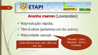52
Aranha marron (Loxosceles)
Cada fêmea bota até 130 ovos
por vez.
 Reprodução rápida;
 Têm 6 olhos (próximos um do outro);
 Maturidade sexual:
Fêmeas: 1 ano;
Engenheiro Zacarias Linhares Junior
Machos: ano e
3 meses.
 