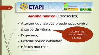53
Aranha marron (Loxosceles)
 Atacam quando são pressionadas contra
o corpo da vitima;
 Pequenas;
 Picadas pouco doloridas;
 Hábitos noturnos.
Ocorre nas
roupas, toalhas,
sapatos.
Engenheiro Zacarias Linhares Junior
 