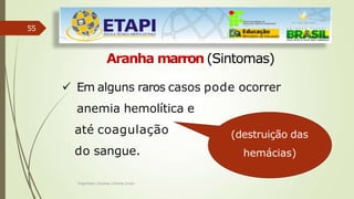 55
Aranha marron (Sintomas)
 Em alguns raros casos pode ocorrer
anemia hemolítica e
até coagulação
do sangue.
(destruição das
hemácias)
Engenheiro Zacarias Linhares Junior
 