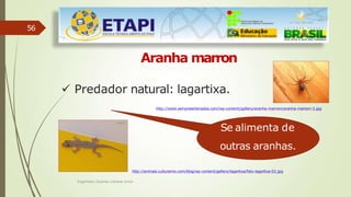 56
Aranha marron
 Predador natural: lagartixa.
Se alimenta de
outras aranhas.
http://www.sempreantenados.com/wp-content/gallery/aranha-marrom/aranha-marrom-3.jpg
http://animais.culturamix.com/blog/wp-content/gallery/lagartixa/foto-lagartixa-02.jpg
Engenheiro Zacarias Linhares Junior
 